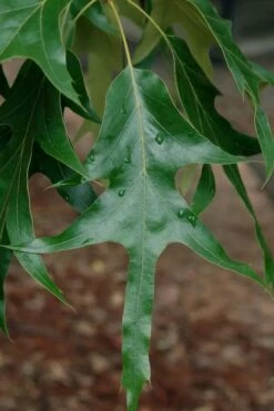 Southern Red Oak Tree (Quercus Falcata) - 1 Gallon Pot