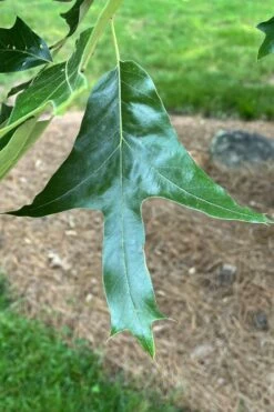 Southern Red Oak Tree (Quercus Falcata) - 3 Gallon Pot -Wilson Bros Gardens Shop quercus falcata southern red oak 3 1