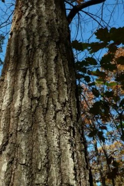 Southern Red Oak Tree (Quercus Falcata) - 3 Gallon Pot -Wilson Bros Gardens Shop quercus falcata southern red oak 4 1