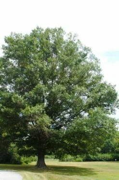 Southern Red Oak Tree (Quercus Falcata) - 3 Pack Of 1.5 Quart Pots -Wilson Bros Gardens Shop quercus falcata southern red oak 5 2