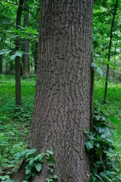 Southern Red Oak Tree (Quercus Falcata) - 3 Pack Of 1.5 Quart Pots -Wilson Bros Gardens Shop quercus falcata southern red oak 6 2