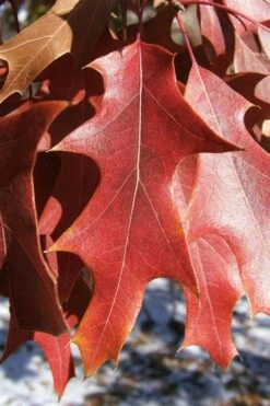 Southern Red Oak Tree (Quercus Falcata) - 3 Pack Of 1.5 Quart Pots -Wilson Bros Gardens Shop quercus falcata southern red oak 7 2