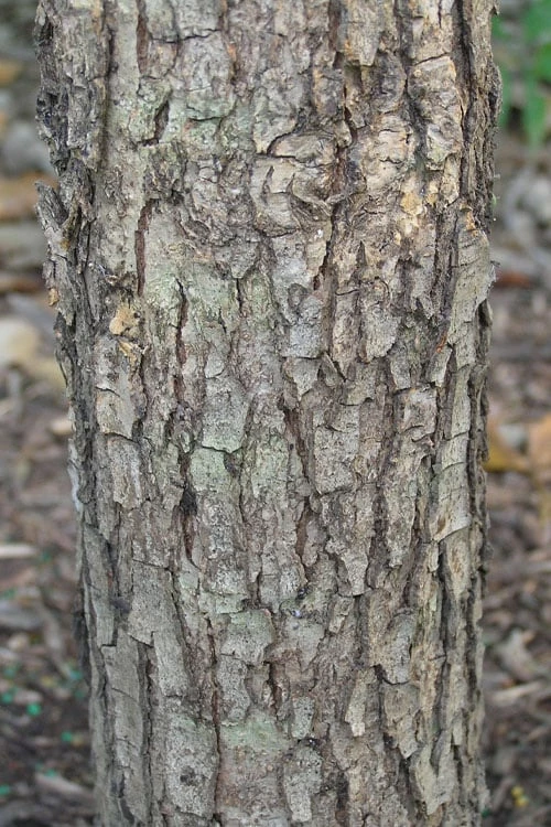 Overcup Oak Tree (Quercus Lyrata) - 3 Pack Of 1.5 Quart Pots 8 Overcup Oak Tree (Quercus Lyrata) - 3 Pack Of 1.5 Quart Pots - Image 8