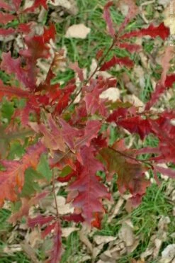 Overcup Oak Tree (Quercus Lyrata) - 1 Gallon Pot -Wilson Bros Gardens Shop quercus lyrata overcup oak acorn fall leaf color 1