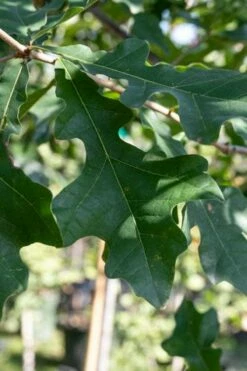 Overcup Oak Tree (Quercus Lyrata) - 1 Gallon Pot -Wilson Bros Gardens Shop quercus lyrata overcup oak acorn leaf 1
