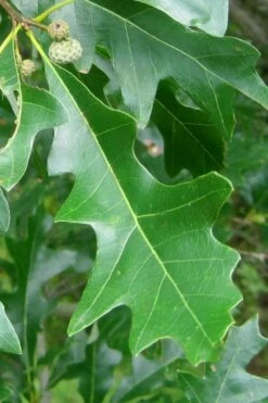 Overcup Oak Tree (Quercus Lyrata) - 3 Gallon Pot