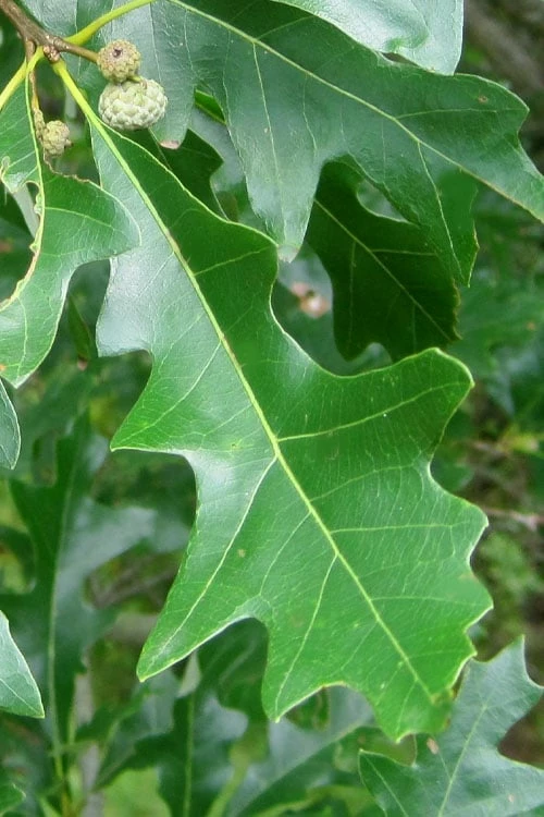 Overcup Oak Tree (Quercus Lyrata) - 3 Pack Of 1.5 Quart Pots 1 Overcup Oak Tree (Quercus Lyrata) - 3 Pack Of 1.5 Quart Pots