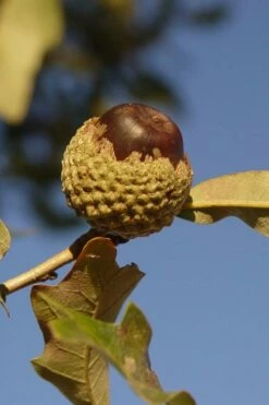 Overcup Oak Tree (Quercus Lyrata) - 3 Pack Of 1.5 Quart Pots 12 Overcup Oak Tree (Quercus Lyrata) - 3 Pack Of 1.5 Quart Pots -Wilson Bros Gardens Shop quercus lyrata overcup oak acorn nut 1 2