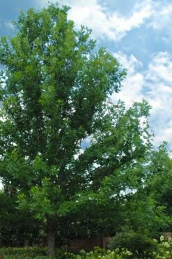 Overcup Oak Tree (Quercus Lyrata) - 3 Pack Of 1.5 Quart Pots 11 Overcup Oak Tree (Quercus Lyrata) - 3 Pack Of 1.5 Quart Pots -Wilson Bros Gardens Shop quercus lyrata overcup oak acorn tree 1 2