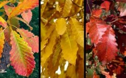 Chinkapin Oak Tree (Quercus Muehlenbergii) - 3 Pack Of 1.5 Quart Pots -Wilson Bros Gardens Shop quercus muehlenbergii chinkapin oak tree 10 2