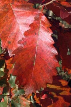 Chinkapin Oak Tree (Quercus Muehlenbergii) - 1 Gallon Pot -Wilson Bros Gardens Shop quercus muehlenbergii chinkapin oak tree 2 1
