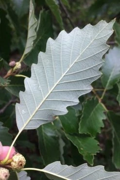 Chinkapin Oak Tree (Quercus Muehlenbergii) - 1 Gallon Pot -Wilson Bros Gardens Shop quercus muehlenbergii chinkapin oak tree 6 1
