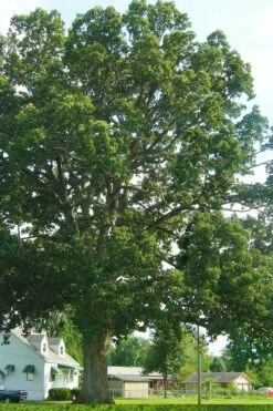 Chinkapin Oak Tree (Quercus Muehlenbergii) - 3 Gallon Pot -Wilson Bros Gardens Shop quercus muehlenbergii chinkapin oak tree 7