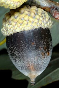 Chinkapin Oak Tree (Quercus Muehlenbergii) - 1 Gallon Pot -Wilson Bros Gardens Shop quercus muehlenbergii chinkapin oak tree 8 1