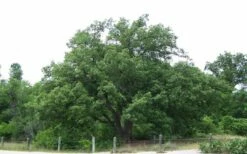 Chinkapin Oak Tree (Quercus Muehlenbergii) - 1 Gallon Pot -Wilson Bros Gardens Shop quercus muehlenbergii chinkapin oak tree 9 1