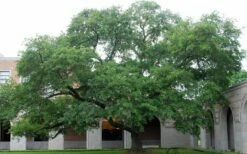 Water Oak Tree (Quercus Nigra) - 1 Gallon Pot -Wilson Bros Gardens Shop quercus nigra water oak tree 1