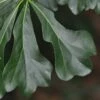 Water Oak Tree (Quercus Nigra) - 1 Gallon Pot