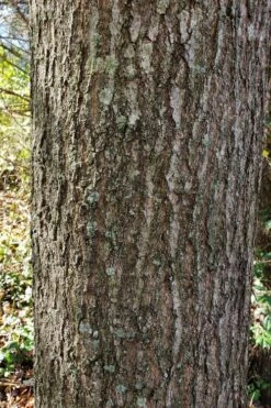 Water Oak Tree (Quercus Nigra) - 1 Gallon Pot -Wilson Bros Gardens Shop quercus nigra water oak tree 3