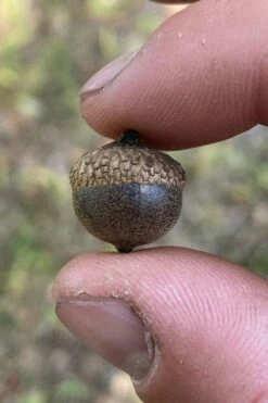 Water Oak Tree (Quercus Nigra) - 1 Gallon Pot -Wilson Bros Gardens Shop quercus nigra water oak tree 4