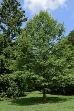 Water Oak Tree (Quercus Nigra) - 1 Gallon Pot -Wilson Bros Gardens Shop quercus nigra water oak tree 5