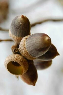 Nuttall Oak Tree (Quercus Nuttallii) - 3 Gallon Pot 16 Nuttall Oak Tree (Quercus Nuttallii) - 3 Gallon Pot -Wilson Bros Gardens Shop quercus nuttallii nutall oak acorn nut 1