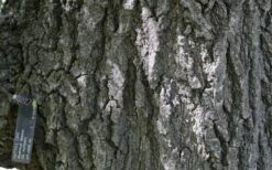 Nuttall Oak Tree (Quercus Nuttallii) - 3 Gallon Pot 17 Nuttall Oak Tree (Quercus Nuttallii) - 3 Gallon Pot -Wilson Bros Gardens Shop quercus nuttallii nutall oak bark 1