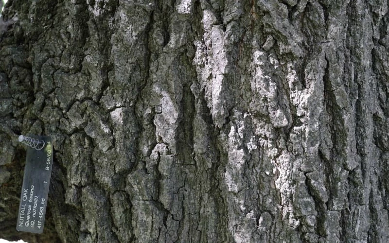 Nuttall Oak Tree (Quercus Nuttallii) - 3 Gallon Pot 8 Nuttall Oak Tree (Quercus Nuttallii) - 3 Gallon Pot - Image 8