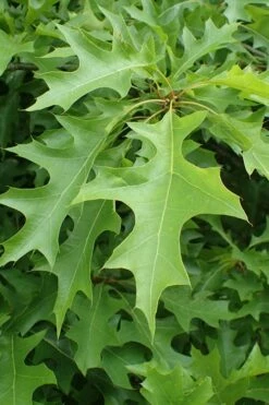 Nuttall Oak Tree (Quercus Nuttallii) - 1 Gallon Pot 14 Nuttall Oak Tree (Quercus Nuttallii) - 1 Gallon Pot -Wilson Bros Gardens Shop quercus nuttallii nutall oak leaf 1 1