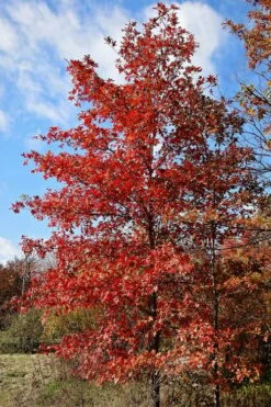 Nuttall Oak Tree (Quercus Nuttallii) - 1 Gallon Pot