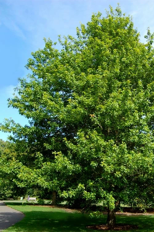 Nuttall Oak Tree (Quercus Nuttallii) - 3 Gallon Pot 4 Nuttall Oak Tree (Quercus Nuttallii) - 3 Gallon Pot - Image 4