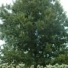 Cherrybark Oak Tree (Quercus Pagoda) - 1 Gallon Pot