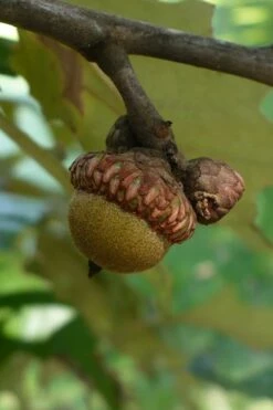 Cherrybark Oak Tree (Quercus Pagoda) - 1 Gallon Pot -Wilson Bros Gardens Shop quercus pagoda cherrybark oak 9 1