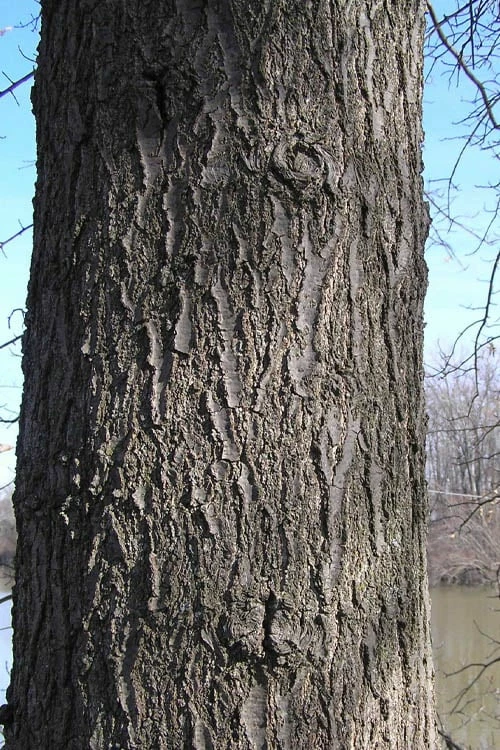 Pin Oak Tree (Quercus Palustris) - 3 Gallon Pot 9 Pin Oak Tree (Quercus Palustris) - 3 Gallon Pot - Image 9