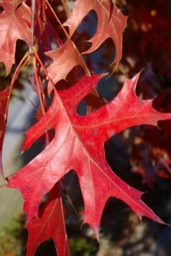 Pin Oak Tree (Quercus Palustris) - 3 Gallon Pot 15 Pin Oak Tree (Quercus Palustris) - 3 Gallon Pot -Wilson Bros Gardens Shop quercus palustris pin oak leaves 1 1