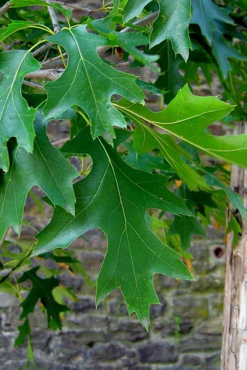 Pin Oak Tree (Quercus Palustris) - 1 Gallon Pot 6 Pin Oak Tree (Quercus Palustris) - 1 Gallon Pot - Image 6