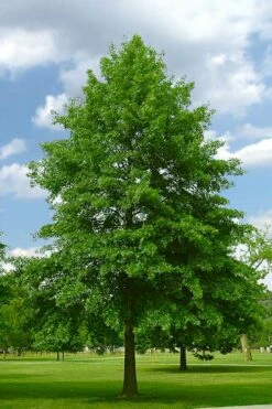 Pin Oak Tree (Quercus Palustris) - 1 Gallon Pot 12 Pin Oak Tree (Quercus Palustris) - 1 Gallon Pot -Wilson Bros Gardens Shop quercus palustris pin oak tree 2