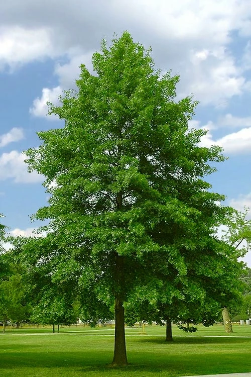 Pin Oak Tree (Quercus Palustris) - 1 Gallon Pot 4 Pin Oak Tree (Quercus Palustris) - 1 Gallon Pot - Image 4