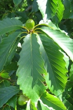 Chestnut Oak Tree (Quercus Prinus) - 3 Pack Of 1.5 Quart Pots 12 Chestnut Oak Tree (Quercus Prinus) - 3 Pack Of 1.5 Quart Pots -Wilson Bros Gardens Shop quercus prinus northern chestnut oak leaves 2 2