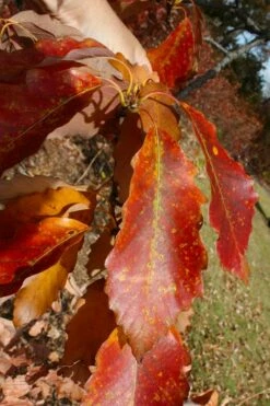 Chestnut Oak Tree (Quercus Prinus) - 3 Pack Of 1.5 Quart Pots 13 Chestnut Oak Tree (Quercus Prinus) - 3 Pack Of 1.5 Quart Pots -Wilson Bros Gardens Shop quercus prinus northern chestnut oak leaves fall 2 2