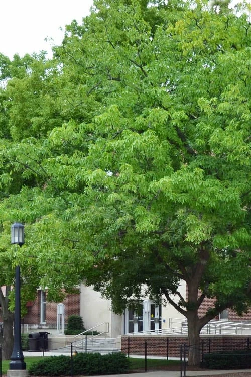 Chestnut Oak Tree (Quercus Prinus) - 3 Pack Of 1.5 Quart Pots 1 Chestnut Oak Tree (Quercus Prinus) - 3 Pack Of 1.5 Quart Pots