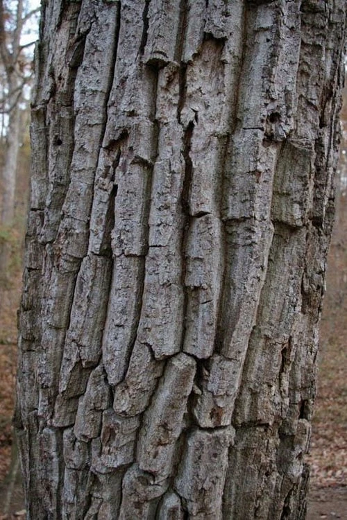 Chestnut Oak Tree (Quercus Prinus) - 3 Pack Of 1.5 Quart Pots 8 Chestnut Oak Tree (Quercus Prinus) - 3 Pack Of 1.5 Quart Pots - Image 8