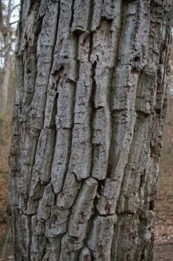 Chestnut Oak Tree (Quercus Prinus) - 3 Gallon Pot 15 Chestnut Oak Tree (Quercus Prinus) - 3 Gallon Pot -Wilson Bros Gardens Shop quercus prinus northern chestnut oak tree bark 2