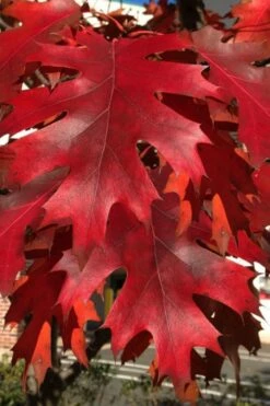 Northern Red Oak Tree (Quercus Rubra) - 3 Gallon Pot -Wilson Bros Gardens Shop quercus rubra northern red oak tree 3 1