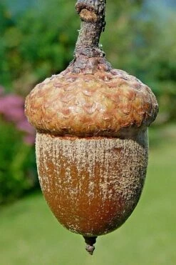 Northern Red Oak Tree (Quercus Rubra) - 3 Gallon Pot -Wilson Bros Gardens Shop quercus rubra northern red oak tree 4 1