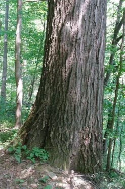 Northern Red Oak Tree (Quercus Rubra) - 3 Gallon Pot -Wilson Bros Gardens Shop quercus rubra northern red oak tree 5 1