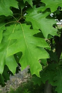 Northern Red Oak Tree (Quercus Rubra) - 3 Gallon Pot -Wilson Bros Gardens Shop quercus rubra northern red oak tree 6 1