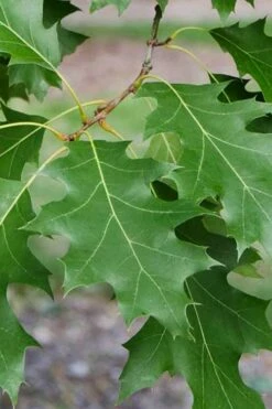 Shumard Red Oak Tree (Quercus Shumardii) - 1 Gallon Pot -Wilson Bros Gardens Shop quercus shumardii shumard red oak 2 1