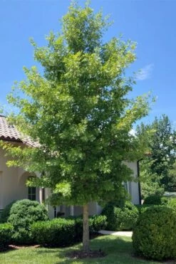 Shumard Red Oak Tree (Quercus Shumardii) - 3 Pack Of 1.5 Quart Pots -Wilson Bros Gardens Shop quercus shumardii shumard red oak 3 2