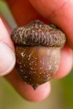 Shumard Red Oak Tree (Quercus Shumardii) - 3 Pack Of 1.5 Quart Pots -Wilson Bros Gardens Shop quercus shumardii shumard red oak 5 2