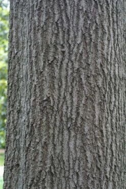 Shumard Red Oak Tree (Quercus Shumardii) - 3 Pack Of 1.5 Quart Pots -Wilson Bros Gardens Shop quercus shumardii shumard red oak 6 2